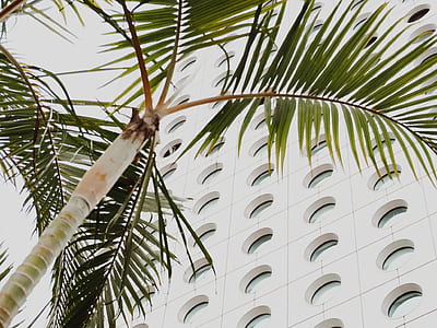 worm's eye view of green tree and white building thumbnail
