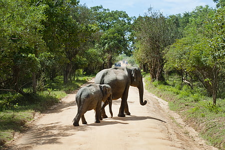 two elephants on road thumbnail