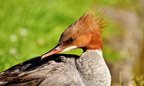 shallow focus photography of gray and brown bird thumbnail