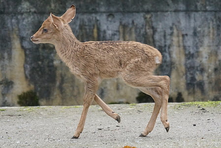 selective focus photo of brown deer thumbnail