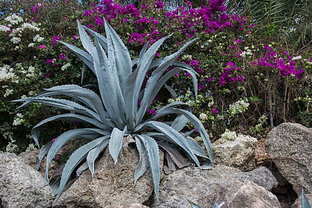 green agave plant beside rocks at daytime thumbnail