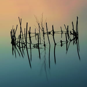 wood sticks on body of water thumbnail