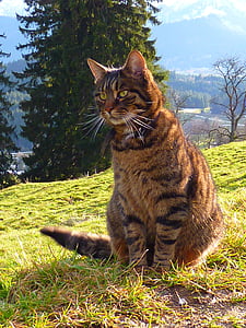 gray tabby cat on green grass field during daytime thumbnail