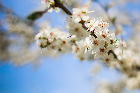 Flowering Apple-Tree thumbnail