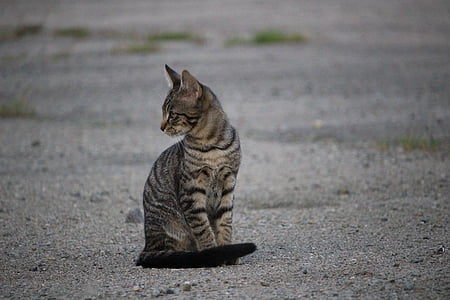 photography of sitting silver tabby cat thumbnail