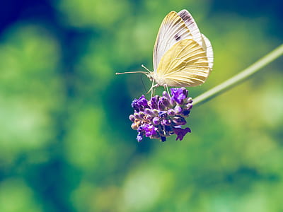 selective focus photography of cabbage white butterfly perched on purple flower thumbnail