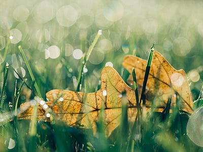green leaf on green grass thumbnail