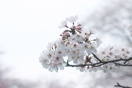 depth of white flowering tree thumbnail