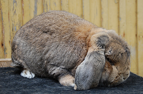 brown and gray rabbit on gray textile thumbnail
