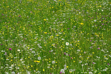 yellow and white petaled flowers thumbnail