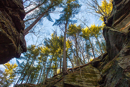 Looking up the Canyon Walls at Parfrey's Glen, Wisconsin thumbnail