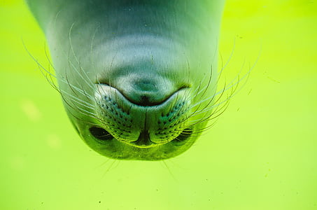 gray sea lion thumbnail