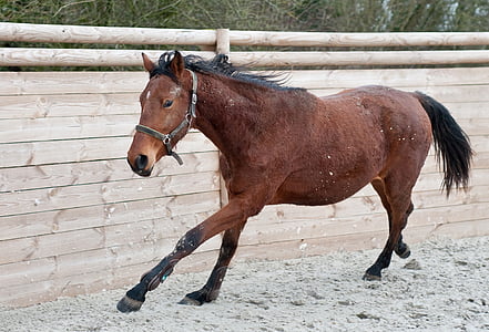 brown horse standing near wall thumbnail