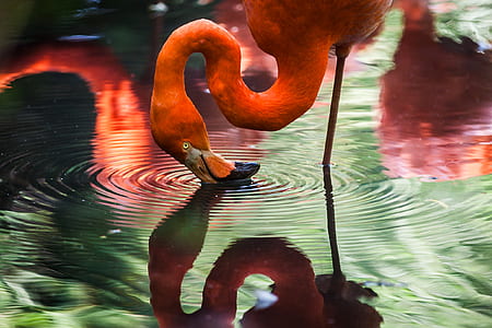 flamingo on body of water thumbnail