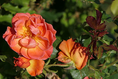 selective focus photography of pink flower in bloom thumbnail