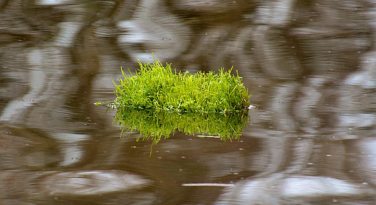 green grass floating on body of water during daytime thumbnail