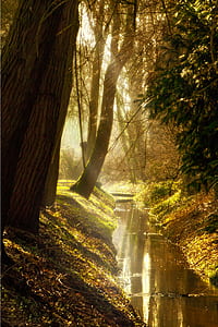 brown and green trees beside body of water portrait photography thumbnail
