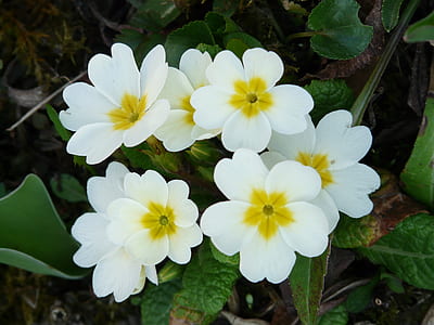 close up photo of white flowers thumbnail