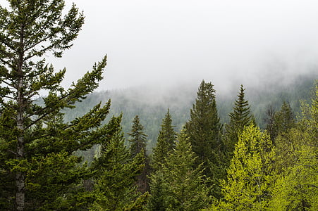 green larch trees thumbnail