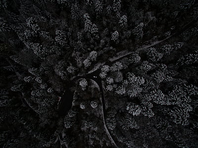 aerial view photography of trees thumbnail