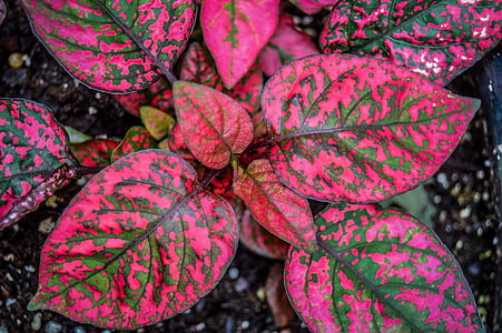 pink and green leaf plant thumbnail