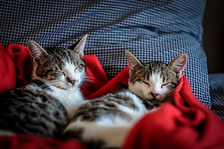 two brown tabby cays sleeping in red textile thumbnail
