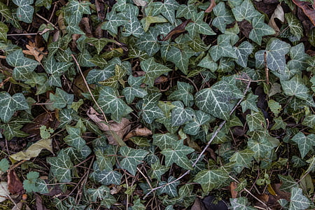 green plants thumbnail