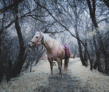 white horse in the middle of the forest thumbnail