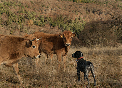 pointer dog standing on front of two cattles thumbnail