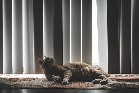 brown cat lying on brown rug thumbnail