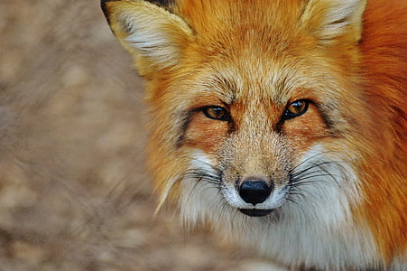 close-up photo of red fox thumbnail
