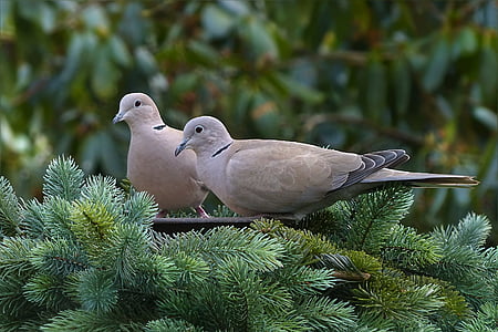 two gray birds on branch thumbnail