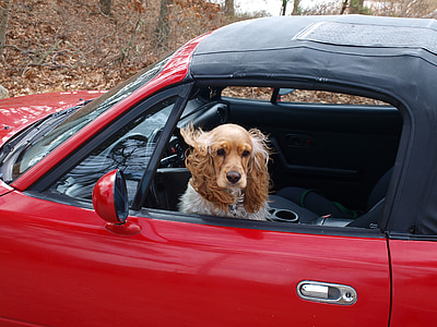 spaniel on soft-top vehicle thumbnail