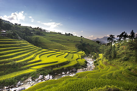 aerial photo of rice terraces at daytime thumbnail