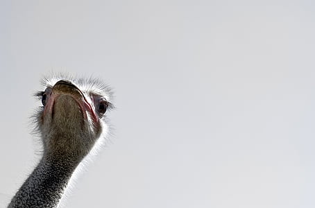 gray Ostrich thumbnail