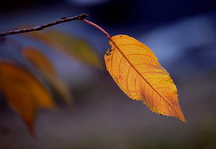 selective focus photo of serrated orange leaf thumbnail