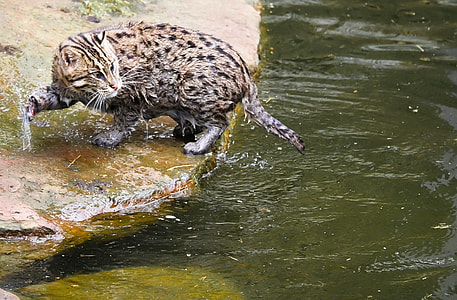 brown and black feline soaked with water thumbnail