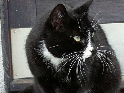 short-coated black and white cat thumbnail