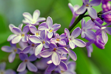 purple Lilac flower thumbnail