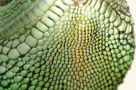 green reptile skin thumbnail