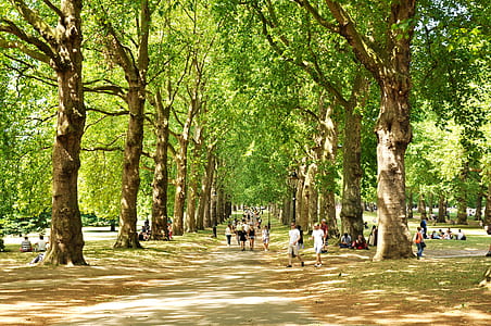 group of people walking on pathway between trees thumbnail