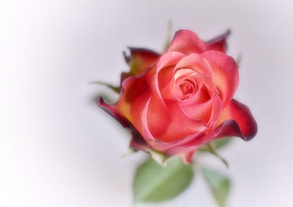 red rose thumbnail