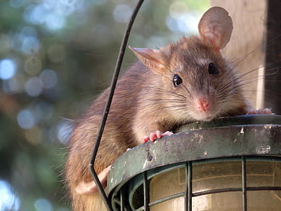 close up photography of rat on top of lantern lamp thumbnail