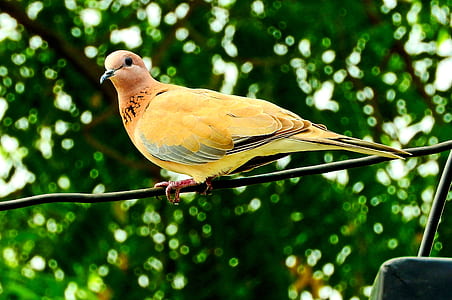 short-beak yellow bird selective focus photography thumbnail