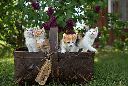four kittens on wicker basket thumbnail