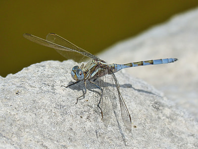 Blue Dragonfly, Orthetrum Chrysostigma Blue Dragonfly, Orthetrum Chrysostigma thumbnail