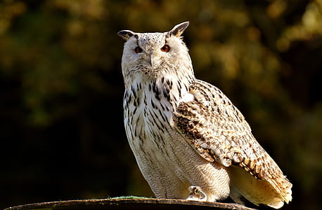 shallow focus photography of white and brown owl thumbnail