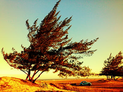 teal Volkswagen Beetle near green tree during golden hour thumbnail