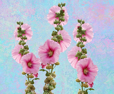 close-up photo of pink hollyhock flowers thumbnail