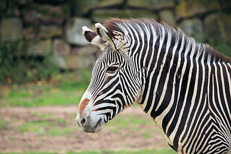 focus photography of zebra in distant on rock brick wall thumbnail